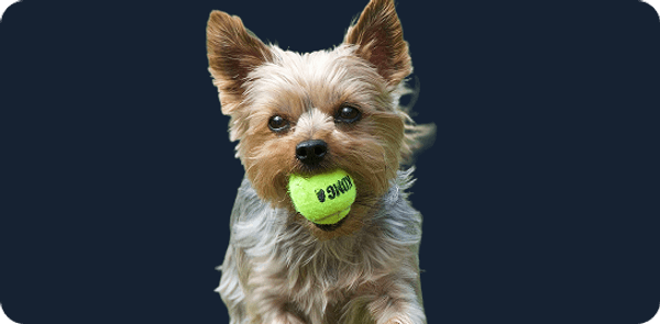 Услуги для животных